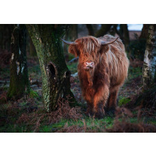 Fototapete eines Highland Cattles, das durch die Bäume geht, mit einer rustikalen Waldumgebung.