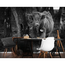 Ein Schwarz-Weiß-Fototapete mit einem Highland Cattle zwischen den Bäumen in einem Wald, ideal für ein Büro.