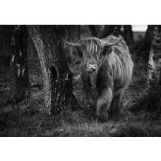 Schwarz-Weiß-Fototapete eines Highland Cattles, das zwischen den Bäumen geht, mit einer dunklen und geheimnisvollen Atmosphäre.