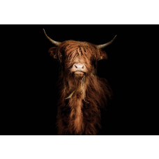 Fototapete mit einem majestätischen schottischen Highlander auf einem dunklen, schwarzen Hintergrund. Die kraftvolle Silhouette des Ochsen sorgt für einen dramatischen Effekt im Schlafzimmer.