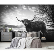 Fototapete eines schottischen Highlanders bei Sonnenuntergang auf der Heide in Schwarz-Weiß, ideal für das Schlafzimmer.