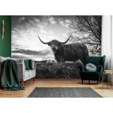 Fototapete eines schottischen Highlanders auf der Heide bei Sonnenuntergang in Schwarz-Weiß, geeignet für das Wohnzimmer.