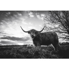 Schottischer Highlander in Schwarz-Weiß, fotografiert bei Sonnenuntergang auf einer weiten Heide, Fototapete für einen robusten natürlichen Look.