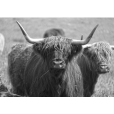 Fototapete eines schottischen Hochländers in Schwarz-Weiß, Tierfotografie.