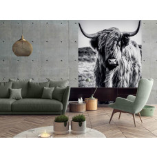 Eine Fototapete mit einem schwarz-weißen schottischen Hochlandrind in einer ruhigen natürlichen Umgebung, zu sehen im Wohnzimmer.