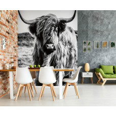 Eine Fototapete mit einem schottischen Hochlandrind in Schwarz-Weiß auf einer Heidelandschaft bei Sonnenaufgang, zu sehen im Wohnzimmer.
