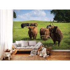 Eine Fototapete mit schottischen Hochlandbewohnern in der Natur auf dem Display im Wohnzimmer.