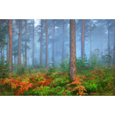 Fototapete mit einem stimmungsvollen, in einen geheimnisvollen Nebel gehüllten Wald, der ein märchenhaftes Bild erzeugt.
