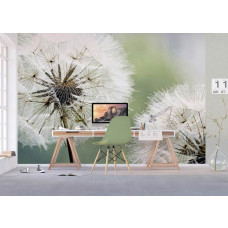 Eine Fototapete mit einem Zierlöwenzahn im Detail, perfekt für einen künstlerischen Look in einem Büro.