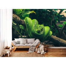 Eine Fototapete mit einer grünen Schlange auf einem Ast, perfekt für ein Wohnzimmer.