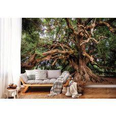 Fototapete Märchenbaum mit Olivenbaum für das Wohnzimmer.