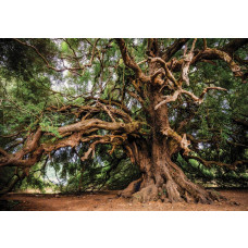 Löwe bei Sonnenuntergang in Afrika, warme und natürliche Fototapete.