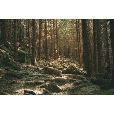 Fototapete mit Steinen, die über einen dichten Wald verstreut sind, mit grünem Laub, das die Natur zum Leben erweckt.