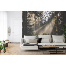 Eine Fototapete, die einen Wald voller Licht und Schatten zeigt, geeignet für ein Wohnzimmer.