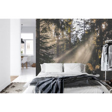 Eine Fototapete, die eine beruhigende Waldumgebung mit Sonnenlicht in einem Schlafzimmer zeigt.