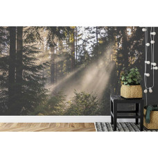 Eine Fototapete, die eine strahlende Waldlandschaft voller Bäume und Sonnenlicht zeigt, perfekt für ein Wohn- und Schlafzimmer.