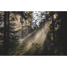 Fototapete einer strahlenden Waldlandschaft, wo die Sonne durch die Bäume scheint und die Natur in voller Blüte steht.