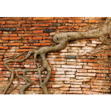 Eine Fototapete mit verwitterten Baumwurzeln an einer Backsteinwand, mit einem natürlichen und industriellen Design.