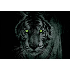 Fototapete von Unterwassertieren in einem Aquarium, ideal für Kinder.