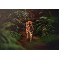 Fototapete eines majestätischen Tigers, der durch den Regenwald streift, umgeben von üppigem Dschungel und Natur, mit Aufmerksamkeit für jedes Detail der Umgebung...