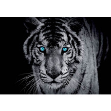 Blauäugiger Tiger in Schwarz-Weiß auf einer beeindruckenden Fototapete.