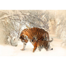 Tiger im Schnee in den Urwäldern von Russland, Fototapete mit einem kühlen, winterlichen Thema.