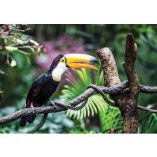 Fototapete Riesenvogelspinne, mit einer detaillierten Darstellung des bunten Vogels.