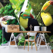 Eine Fototapete mit farbenfrohen Tukanen in einem Büro.