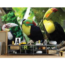 Eine Fototapete mit Tukanen in einem Vliestapetenstil für ein Wohnzimmer.