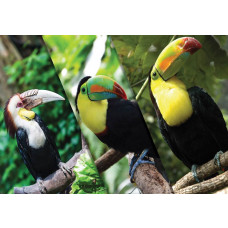 Fototapete mit verschiedenen Tukanen, wobei der Schwerpunkt auf den farbenfrohen und exotischen Vögeln liegt.