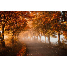 Ein Tunnel aus Herbstbäumen, wunderschön in 3D-Stil auf einer stimmungsvollen Fototapete eingefangen.