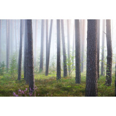 Fototapete mit einem versteckten Wald im Nebel, wo Bäume und Natur in einen mystischen Nebel gehüllt sind.