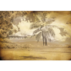 Palme am Strand, Vintage-Fototapete mit einer sommerlichen und tropischen Atmosphäre.