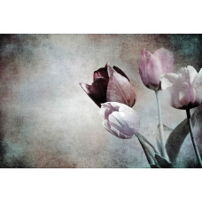 Eine Fototapete mit Vintage-Tulpen in voller Blüte, wunderschön in einem botanischen Stil eingefangen.
