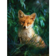 Fototapete mit einem Fuchs in der Natur, mit Fokus auf das Tier in seinem natürlichen Lebensraum.