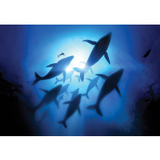 Fototapete mit Walen im Meer, lebensecht und beeindruckend.