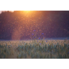 Fototapete mit Wiese und Graslandschaft, eine beruhigende Naturszene mit grünen Feldern und weichen Texturen.
