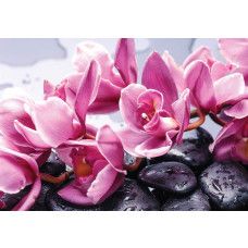 Wellness-Fototapete mit einem Spa mit Sauna, Blumen und Steinen.