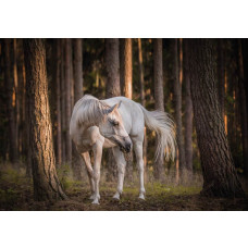 Fototapete mit einem weißen Pferd im Wald, natürlich und gelassen.