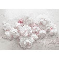 Fototapete mit weißen Pfingstrosen auf einer Backsteinwand im floralen Vintage-Stil.