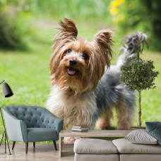 Fototapete mit einem Yorkshire Terrier in einem gemütlichen Wohnzimmer.