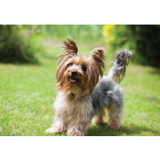 Fototapete mit einem Yorkshire Terrier in einem detaillierten und natürlichen Stil.