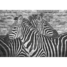 Zebra-Bild auf einer Steinwand, Fototapete, die Tiere und Kunst zusammenbringt.