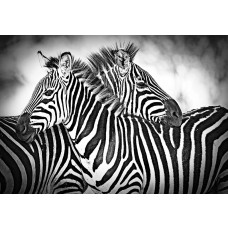 Zebras in Schwarz und Weiß, Natur-Fototapete mit afrikanischer Atmosphäre und wilden Tieren.