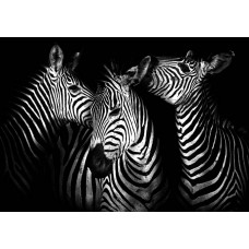 Fototapete mit Zebras, schwarz-weißes Tiermuster.