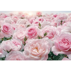 Fotobehang met een zee van zachtroze rozen in volle bloei.