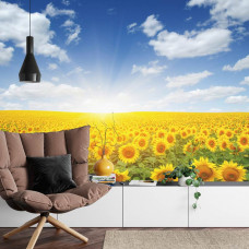 Eine Fototapete mit einem sonnigen Feld von Sonnenblumen, abgebildet in einem Wohnzimmer.