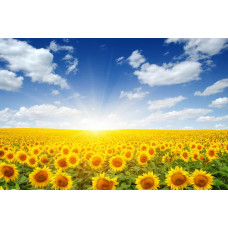 Sonnenblumen im Sonnenlicht, mit einer Landschaft von Blumen, die in der Sonne leuchten, abgebildet auf einer Fototapete.