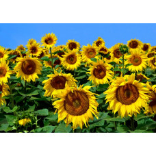 Sonnenblumen-Fototapete, Sommerlook.