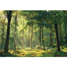 Fotobehang met zonnestralen die door het bladerdak schijnen in een dicht, groen bos.